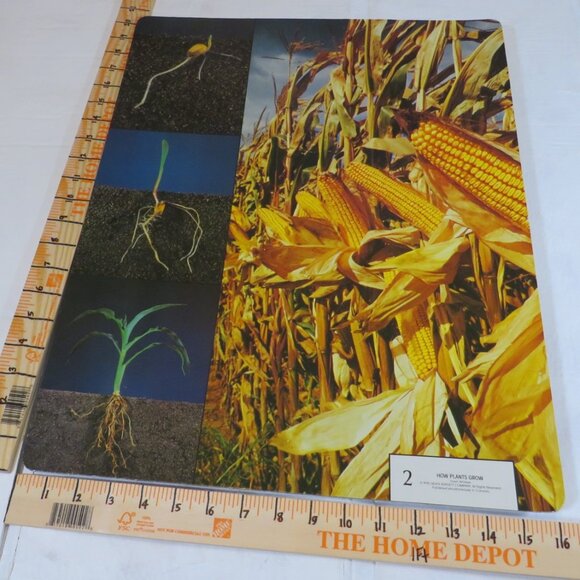 Vintage 80s Corn & Sailboat, Educational Poster thick cardboard farm - Picture 3 of 6